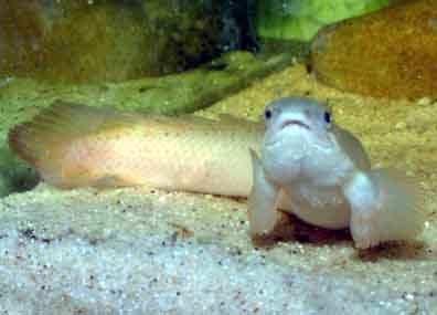 Bichir - Senegal